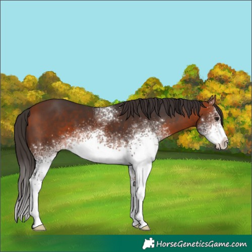 Horse Color:White Spotted Bay 
