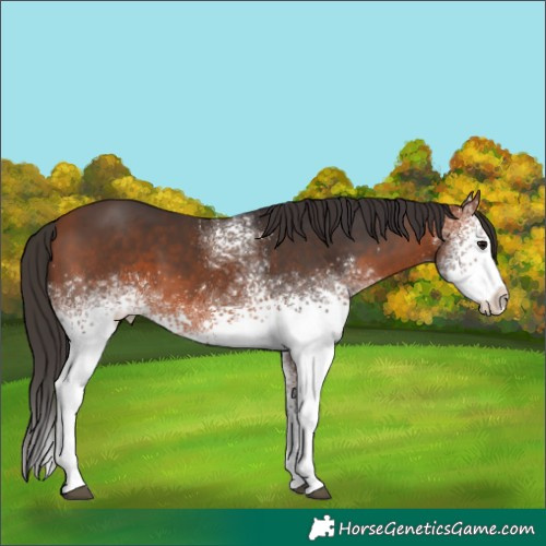 Horse Color:White Spotted Bay