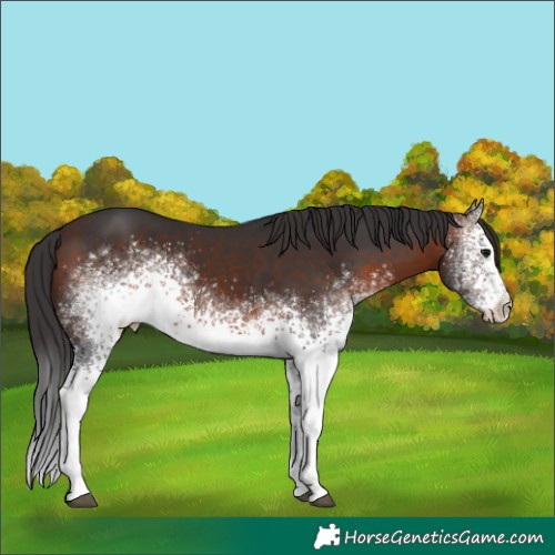 Horse Color:White Spotted Brown