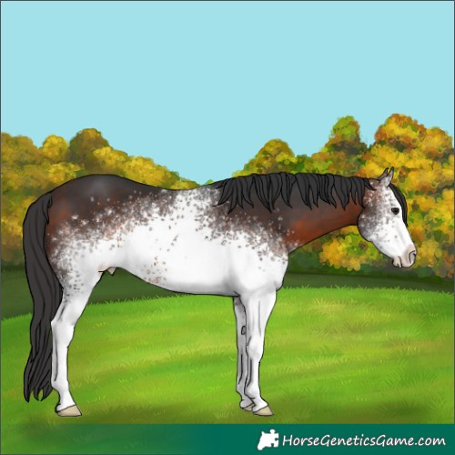 Horse Color:White Spotted Brown 