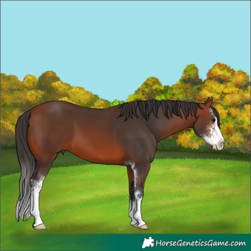 Horse Color:Bay Sabino 