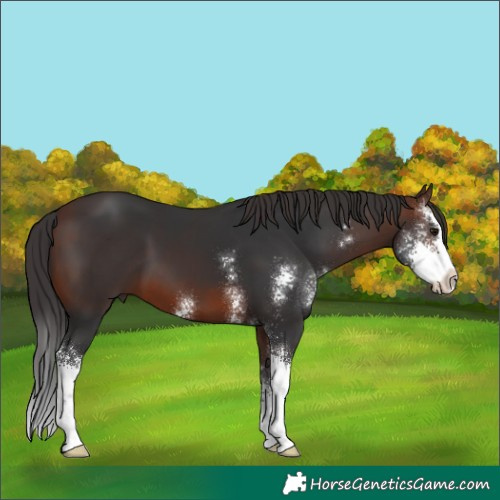 Horse Color:Brown Sabino