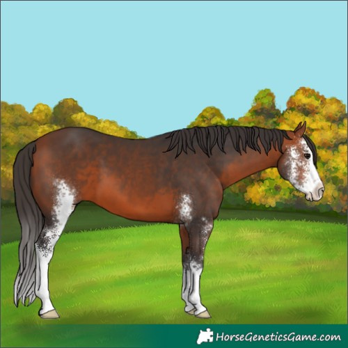 Horse Color:Bay Sabino