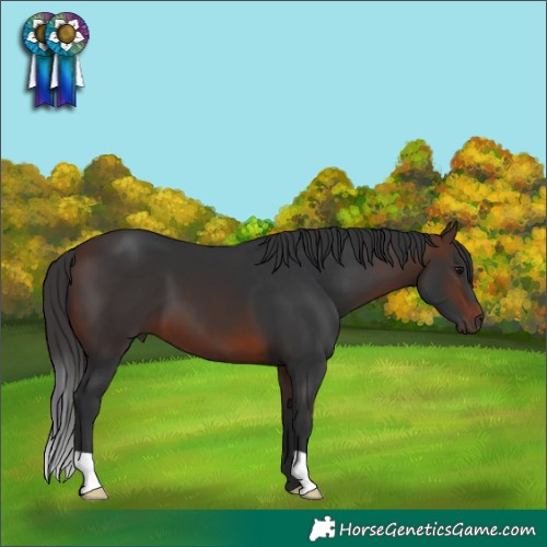 Horse Color:Brown 
