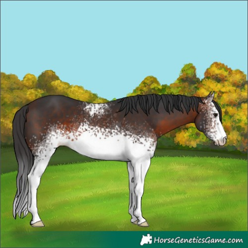 Horse Color:White Spotted Brown