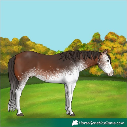 Horse Color:White Spotted Bay
