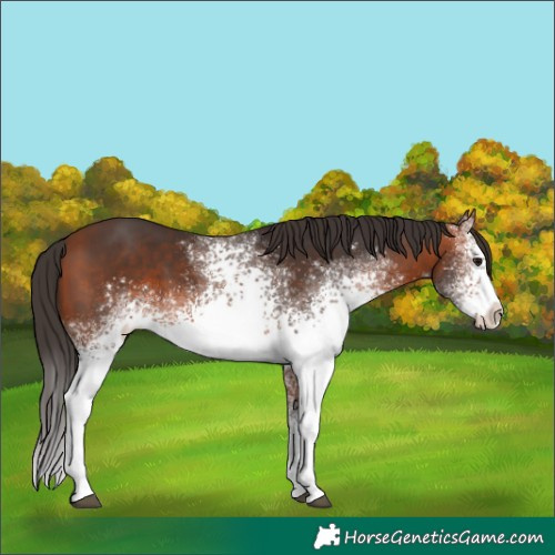 Horse Color:White Spotted Bay 