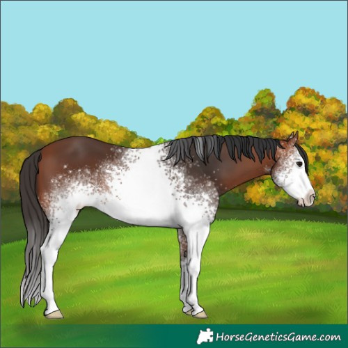 Horse Color:White Spotted Bay
