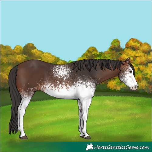 Horse Color:White Spotted Brown