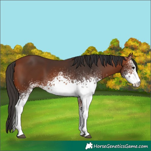 Horse Color:White Spotted Bay