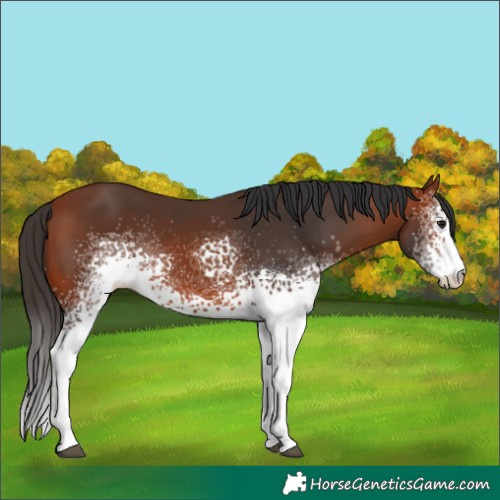 Horse Color:White Spotted Bay 