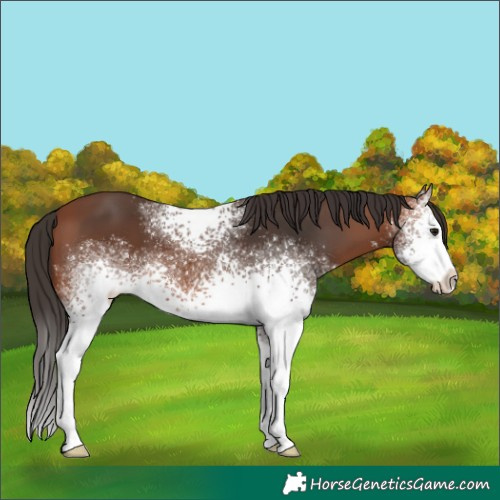 Horse Color:White Spotted Bay