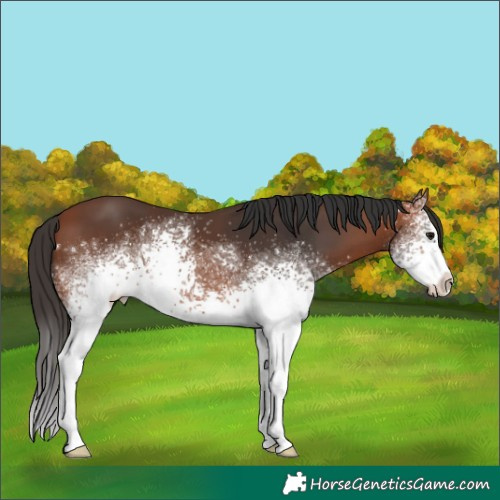 Horse Color:White Spotted Bay