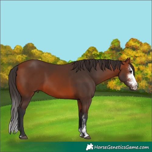 Horse Color:Bay Sabino
