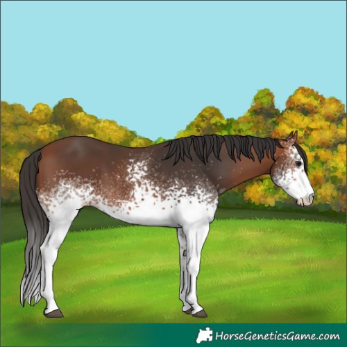 Horse Color:White Spotted Bay 