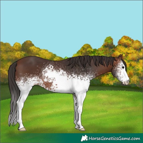 Horse Color:White Spotted Brown