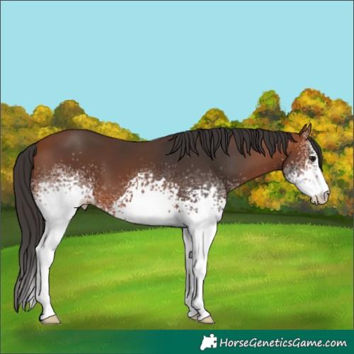 Horse Color:White Spotted Bay