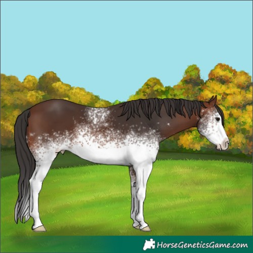 Horse Color:White Spotted Brown