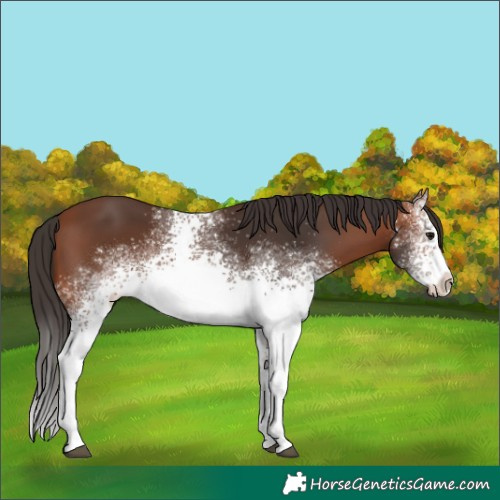 Horse Color:White Spotted Bay 