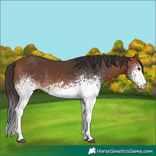 Horse Color:White Spotted Bay