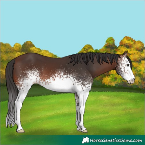 Horse Color:White Spotted Brown