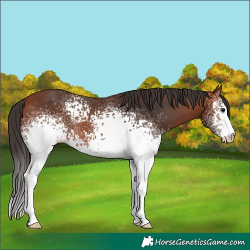 Horse Color:White Spotted Bay