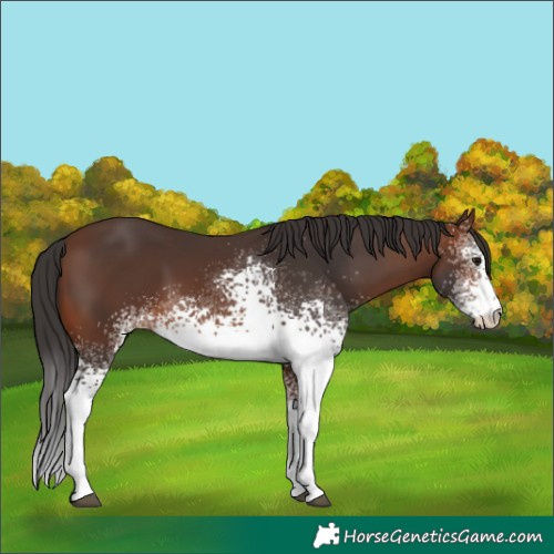 Horse Color:White Spotted Brown 