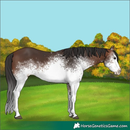 Horse Color:White Spotted Brown 