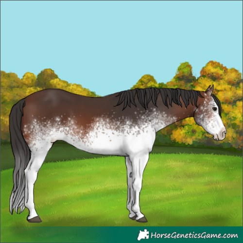 Horse Color:White Spotted Brown