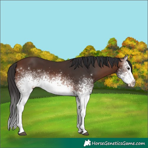 Horse Color:White Spotted Brown