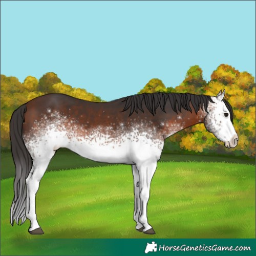 Horse Color:White Spotted Brown 