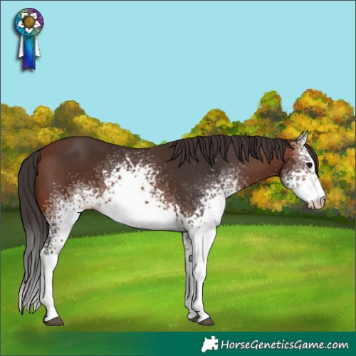Horse Color:White Spotted Brown
