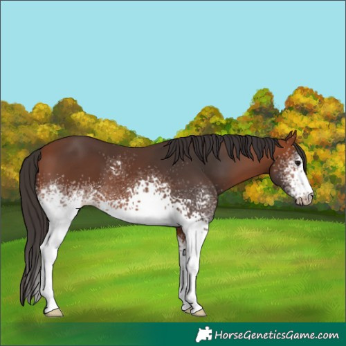 Horse Color:White Spotted Bay