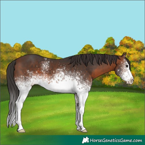 Horse Color:White Spotted Brown