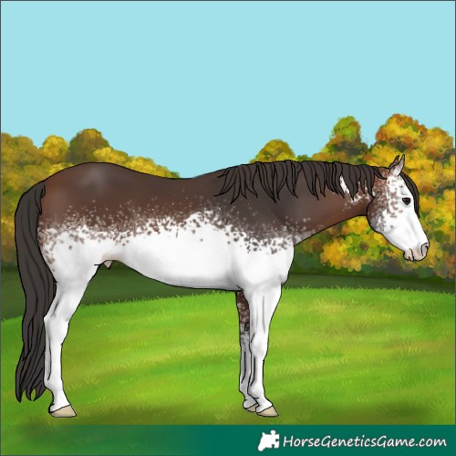 Horse Color:White Spotted Brown Sabino