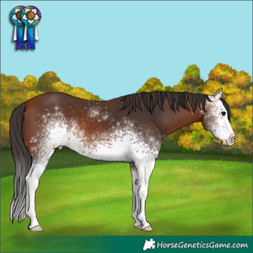 Horse Color:White Spotted Bay