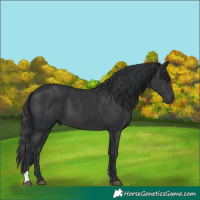 Horse Color:Black  and Black 
