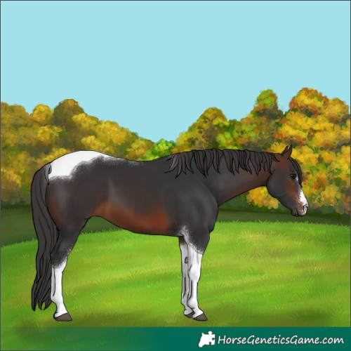 Horse Color:Brown Tobiano