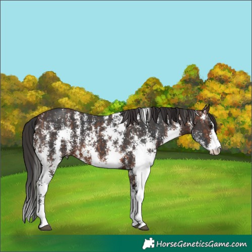 Horse Color:Bay Sabino and Brown Sabino