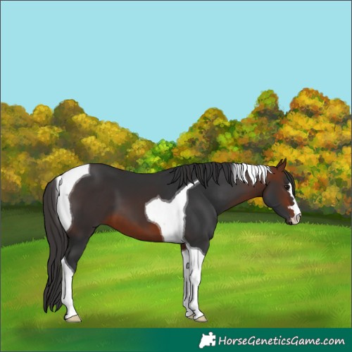 Horse Color:Bay Tobiano 