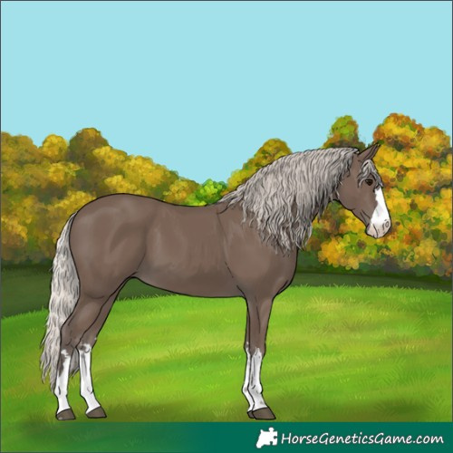 Horse Color:Silver Black