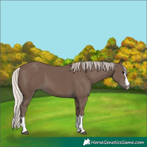 Horse Color:Silver Black