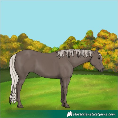 Horse Color:Silver Black