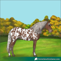 Horse Color:Silver Black Near Leopard 