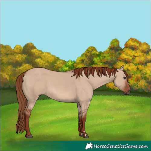 Horse Color:Red Dun