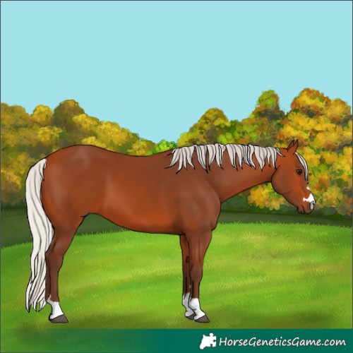 Horse Color:Silver Bay