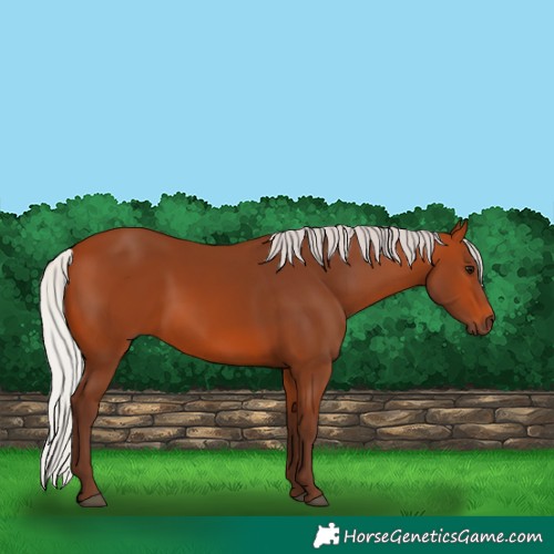 Horse Color:Silver Bay 