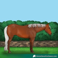Horse Color:Silver Bay