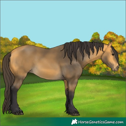Horse Color:Unknown 