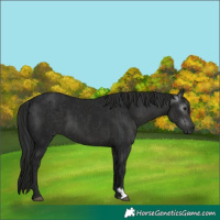 Horse Color:Black and Gray Black